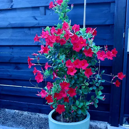 Veluws Kawoeper Holiday home *