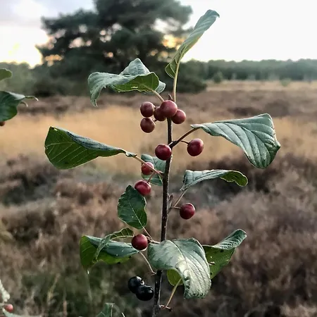 Veluws Kawoeper * Ermelo