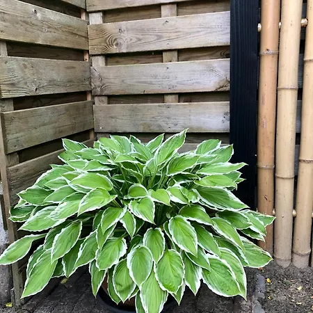 بيت للعطل Veluws Kawoeper إرميلو