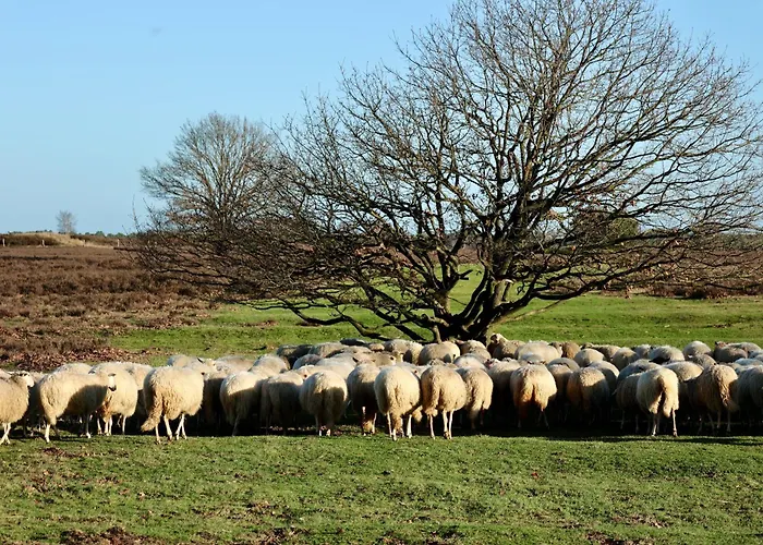 בית נופש Veluws Kawoeper