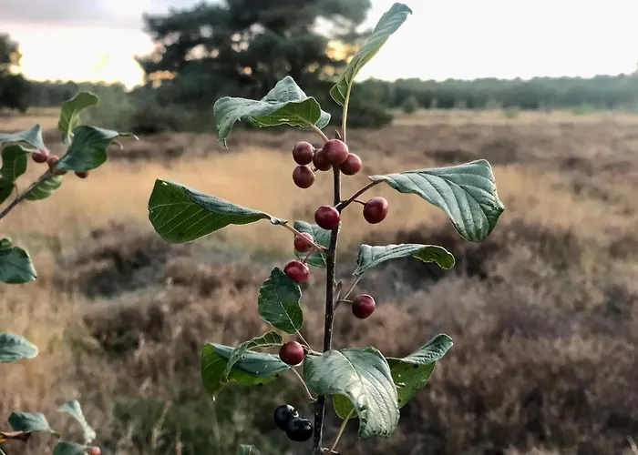 Veluws Kawoeper * ארמלו