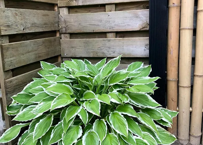 Feriehus Veluws Kawoeper Ermelo