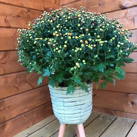 別荘 Veluws Kawoeper